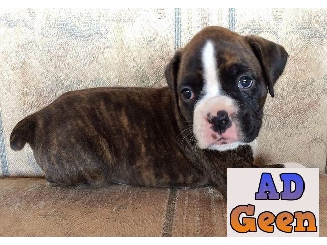 used Excellent Superb Class Quality Boxer Pups For Sale TrustDogsales. 9899803008 for sale 